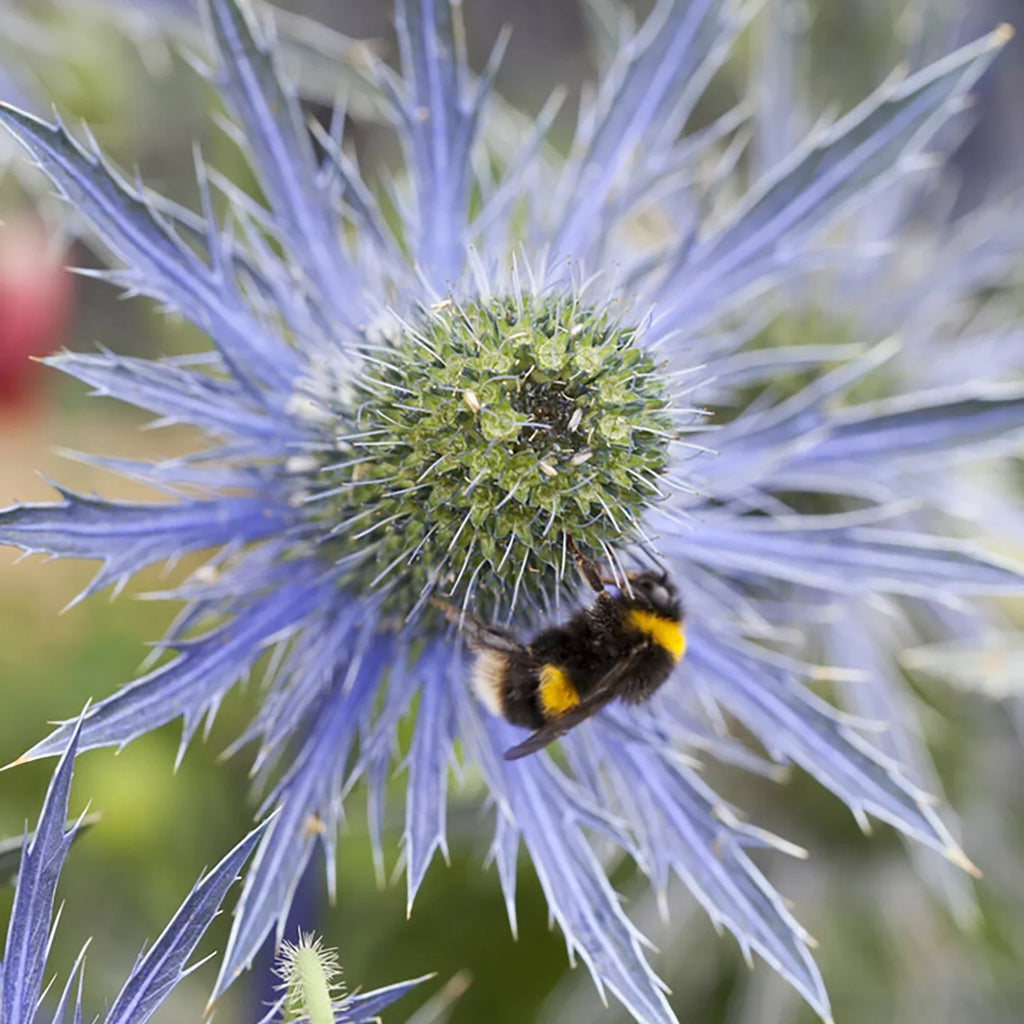 Jos 3 of Sun Set Pollinator Van Perennial Holly Full Eijking Sea 1 Zyverden Roots lb Blue Plant