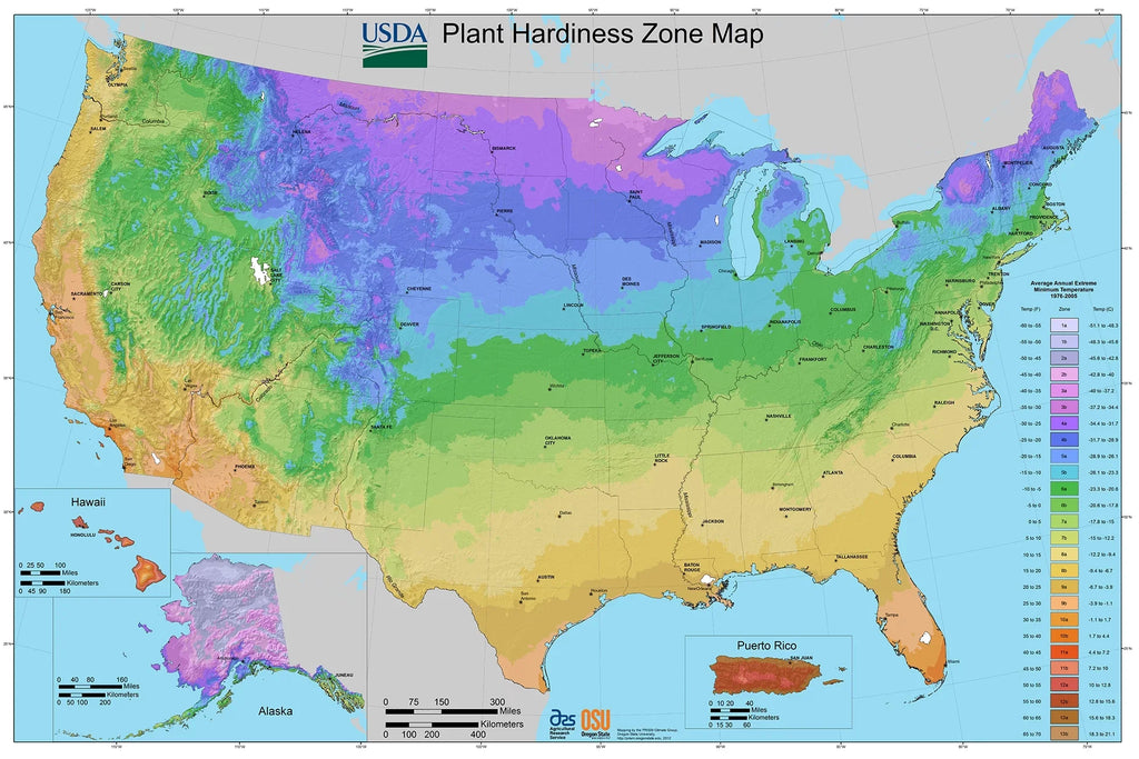 Jos 3 of Sun Set Pollinator Van Perennial Holly Full Eijking Sea 1 Zyverden Roots lb Blue Plant
