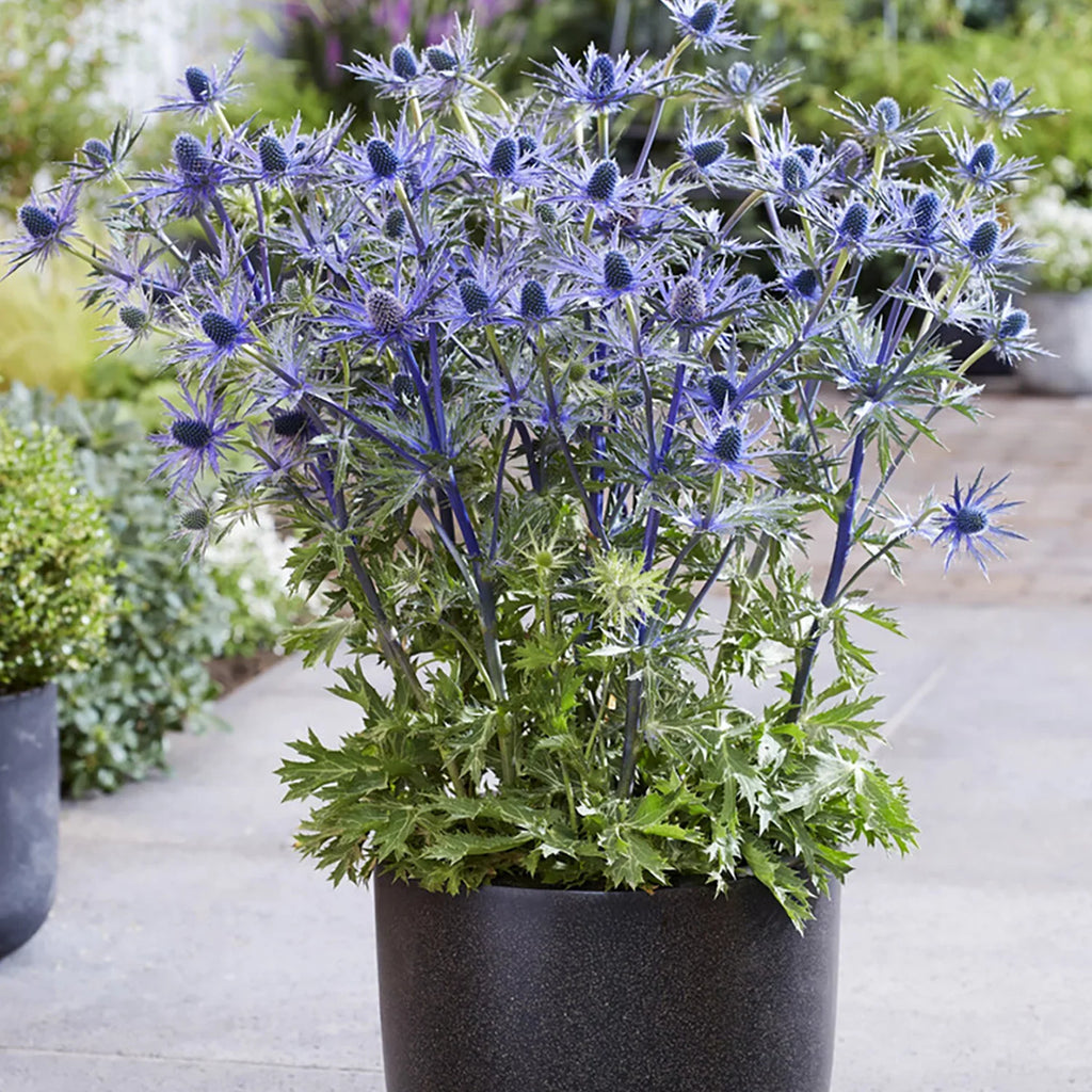 Jos 3 of Sun Set Pollinator Van Perennial Holly Full Eijking Sea 1 Zyverden Roots lb Blue Plant
