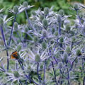 Jos 3 of Sun Set Pollinator Van Perennial Holly Full Eijking Sea 1 Zyverden Roots lb Blue Plant