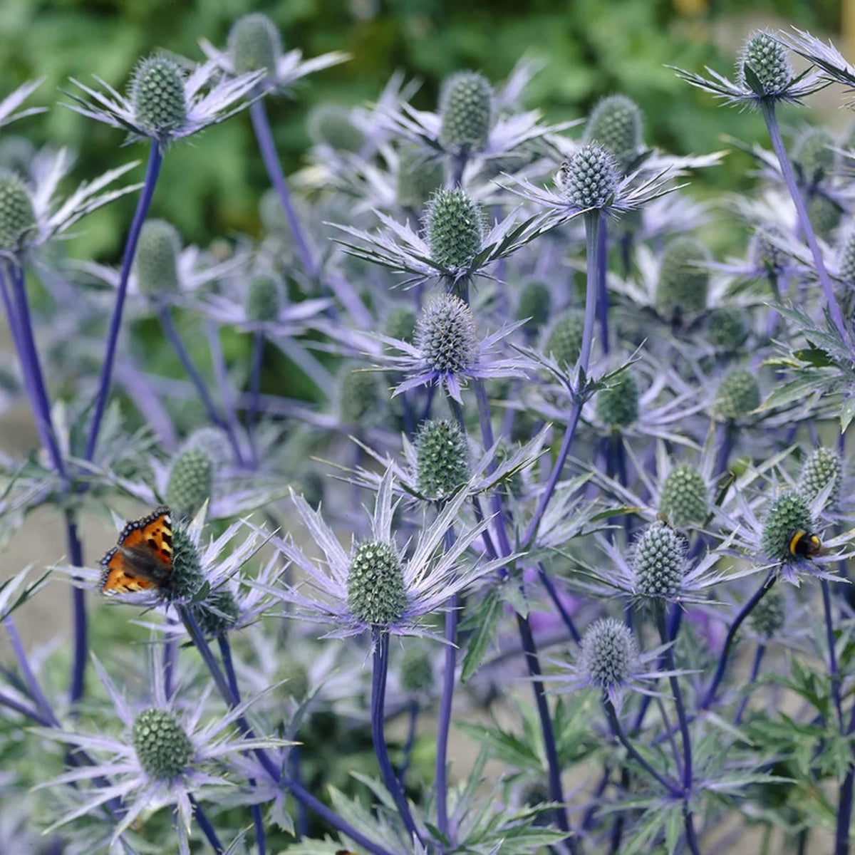 Jos 3 of Sun Set Pollinator Van Perennial Holly Full Eijking Sea 1 Zyverden Roots lb Blue Plant