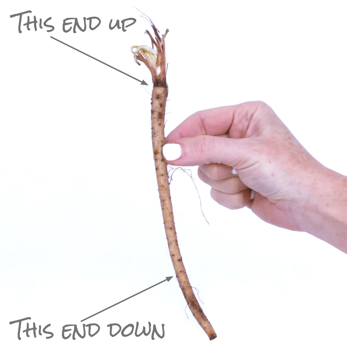 Jos 3 of Sun Set Pollinator Van Perennial Holly Full Eijking Sea 1 Zyverden Roots lb Blue Plant