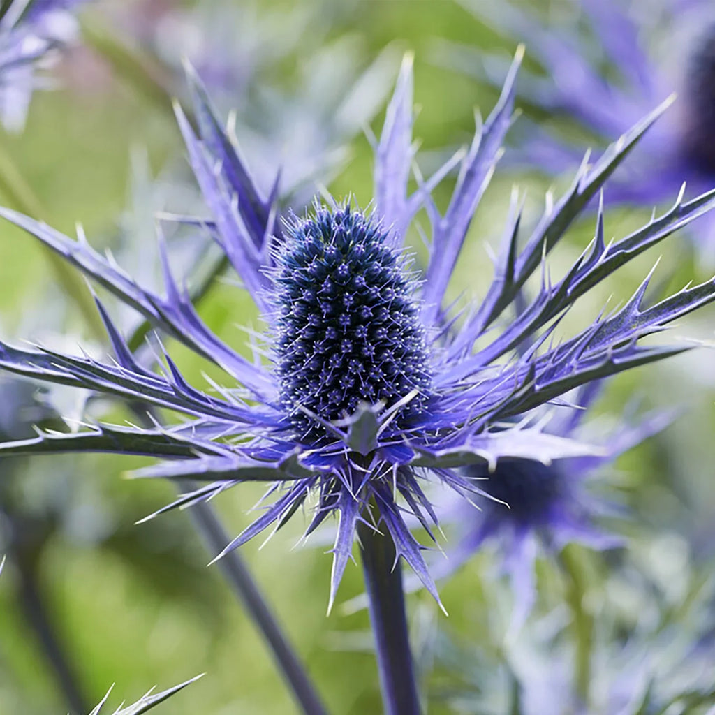 Jos 3 of Sun Set Pollinator Van Perennial Holly Full Eijking Sea 1 Zyverden Roots lb Blue Plant